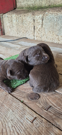 Labrador cioccolato