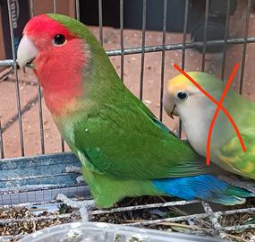 Inseparabile femmina maggiorata