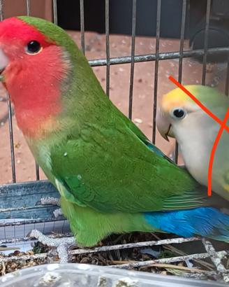 Inseparabile femmina maggiorata