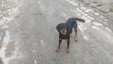 Cane maschio di 15 mesi