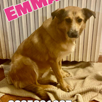 Emma: taglia media dolcissima e socievole
