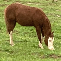 Puledra quarter horse