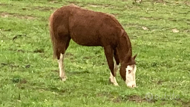 Puledra quarter horse