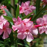 piante oleandro fiori rosa