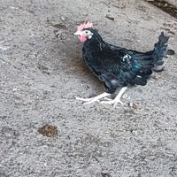 Galline millefiori da cova