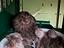Immagine 2