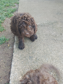 Cuccioli Lagotto romagnolo