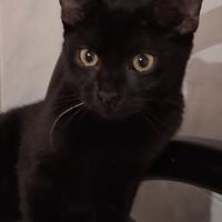 Gatta mix europeo/sphynx nera lucida