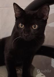 Gatta mix europeo/sphynx nera lucida