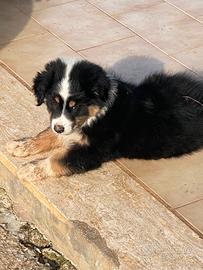 Australian shepherd pastore australiano