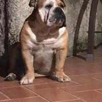 Bulldog inglese per monta