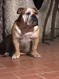 Bulldog inglese per monta