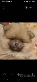 Cuccioli Spitz Nano Pomerania ( no pedigree)