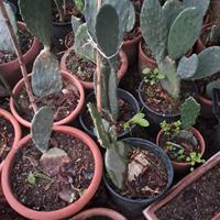 piante radicate di fico d'india (opuntia ficus-ind