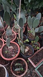 piante radicate di fico d'india (opuntia ficus-ind
