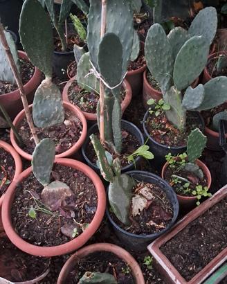piante radicate di fico d'india (opuntia ficus-ind