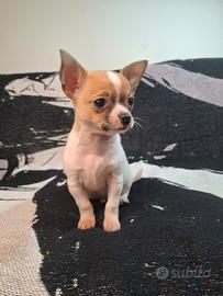 Chihuahua cuccioli maschi