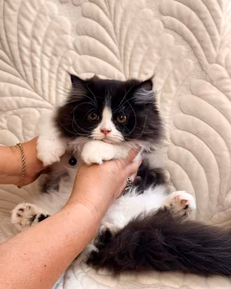 Gattino Persiano Bicolore