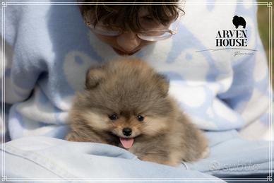 Spitz nano tedesco) VOLPINO DI èPOMERANIA