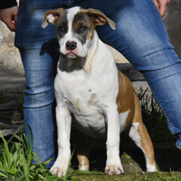 Cucciola di American Bully XL