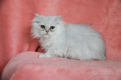 Cucciolo femmina British longhair con pedigree