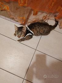 Gatto adulto