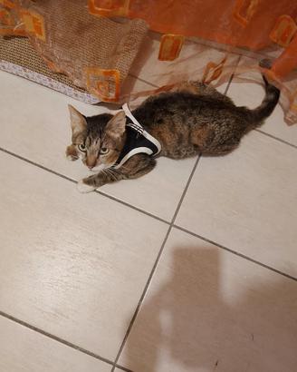 Gatto adulto