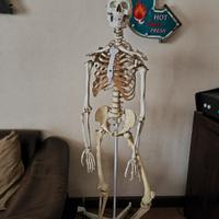scheletro medico altezza uomo snodabile