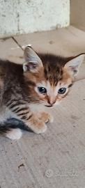 Gattini