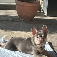Bulldog francese disponibile per monta
