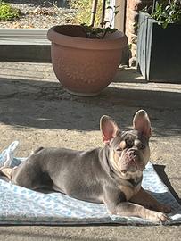 Bulldog francese disponibile per monta