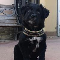 Blu dolce cucciolo 2 mesi taglia medio grande