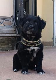 Blu dolce cucciolo 2 mesi taglia medio grande