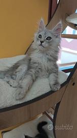 Femminucce Maine coon