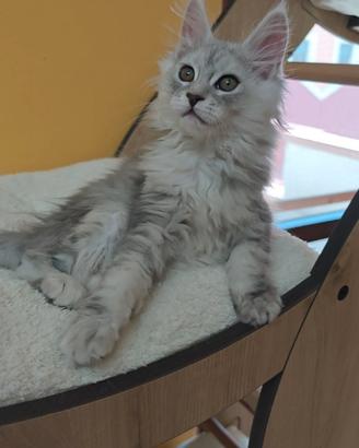 Femminucce Maine coon