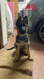 Cucciolo di pastore tedesco