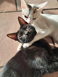 Gatti per casa