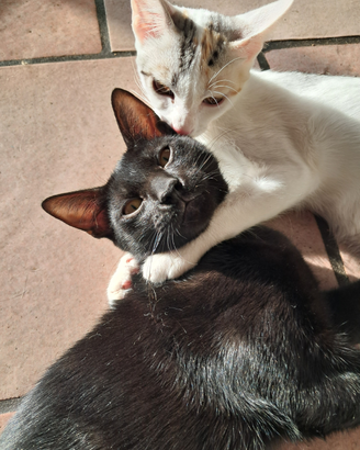 Gatti per casa
