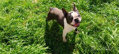 Boston terrier tigrato