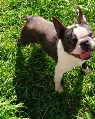 Boston terrier tigrato