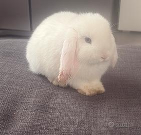 Cucciola Minilop Ariete