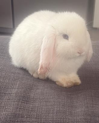 Cucciola Minilop Ariete