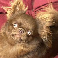 Chihuahua adulto pelo lungo cioccolato