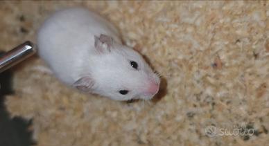 Criceti siriani