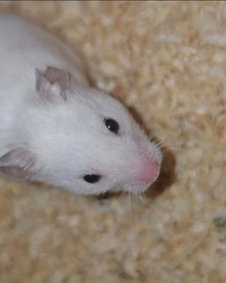 Criceti siriani