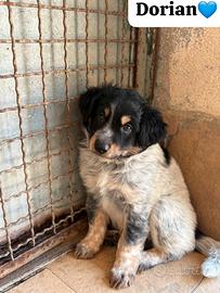 Cucciolo dolcissimo mix setter- tg medio-piccola