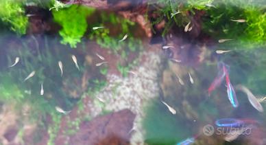 15 Guppy avannotti