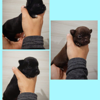 Cuccioli di Chihuahua maschietti