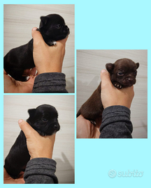 Cuccioli di Chihuahua maschietti