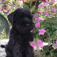 Cucciolo Schnauzer nano